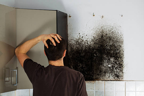 Best Black Mold Remediation in Spencer, IN